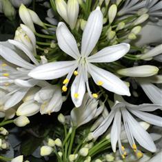 Agapanthus Silver Baby 3ltr