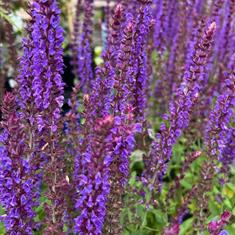 Salvia Caradonna 2ltr