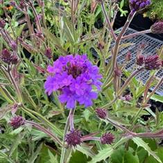 Verbena Bonariensis 2ltr
