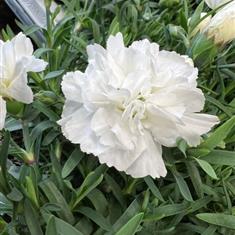 Dianthus White 9cm
