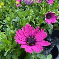 Osteospernum Purple 10cm