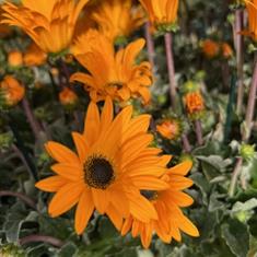 Gazania Orange 10cm