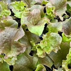 Lettuce Lollo Rossa (Veg Strip)
