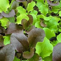 Lettuce Salad Leaves Mixed (Veg Strip)