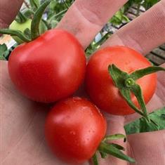 Tomato Moneymaker (Pot Veg)