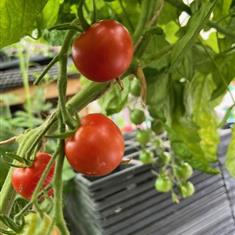 Tomato Gardeners Delight (Pot Veg)