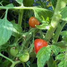 Tomato Tumbling Tom Red (Pot Veg)