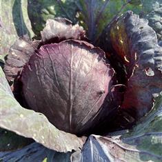 Cabbage Red (Veg Strip)