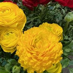 Ranucules Yellow 10,5cm 