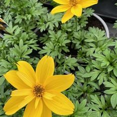 Biden Soliare Semi Double Yellow 9cm