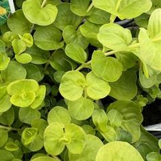 Lysimachia Aurea (Creeping Jenny) 9cm