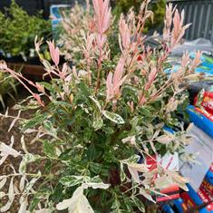 5ft Flamingo Salix Standard Twisted Stem