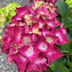 Hydrangea Pink 5ltr