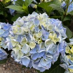 Hydrangea Light Blue 5ltr