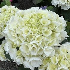 Hydrangea White 5ltr