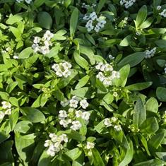 Alyssum White Bedding Box