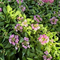 Alyssum Pink Bedding Box