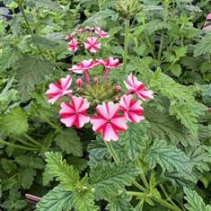 Verbena Candy Cane 9cm