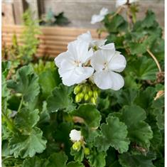 Zonal Geraniums White 10,5cm Pot