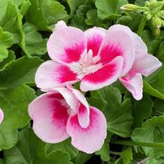 Pot Geranium White and Pink 10,5cm