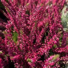 Heather Red 10,5cm