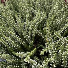 Heather White 10,5cm