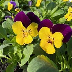 Viola Yellow Jump Up Bedding Box