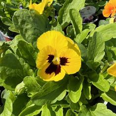 Pansy Yellow Blotch Bedding Box
