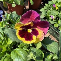Pansy Summer Sunset Bedding Box