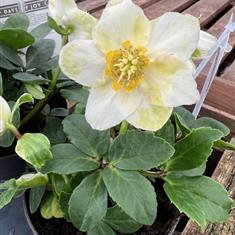 Helleborus Christmas Rose- 10,5cm