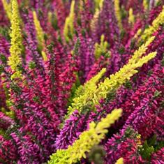 Heather Mixed 10,5cm
