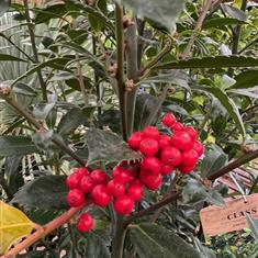 Holly Bush 2-3ft