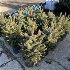 Blue Spruce Pot Grown 2ft