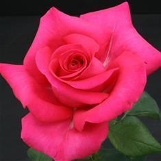 All My Loving- Bush Rose 3ltr