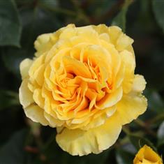 Anniversary Wishes- Bush Rose 3ltr