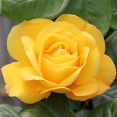 Arthur Bell- Bush Rose 3ltr