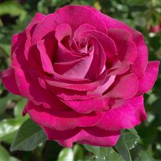 Belle Rives- Bush Rose 3ltr