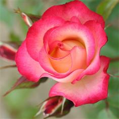 Birthday Girl- Bush Rose 3ltr