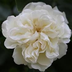Diamond Dad- Bush Rose 3ltr