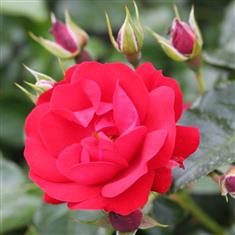 Eternity- Bush Rose 3ltr