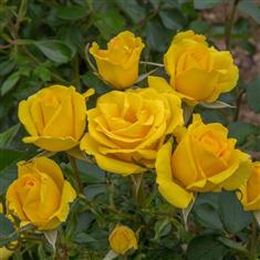 Grandma&#39;s Rose- Bush Rose 3ltr