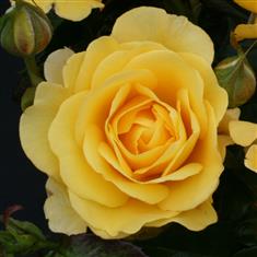 Happy Golden Wedding- Bush Rose 3ltr