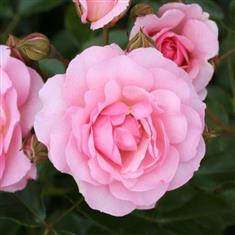 Happy Retirement- Bush Rose 3ltr