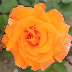 Sparkle- Bush Rose 3ltr