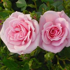 Diamond Wishes- Patio Rose 3ltr
