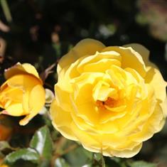 Golden Wishes- Patio Rose 3ltr