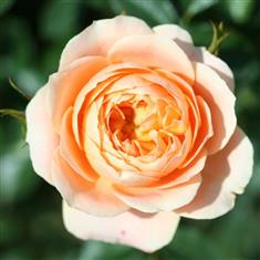 Sweet Dream- Patio Rose 3ltr