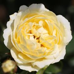 Sweet Memories- Patio Rose 3ltr