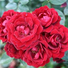 Sweet Wishes- Patio Rose 3ltr