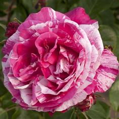 Raspberry Cream Twirl- Climbing Rose 4ltr